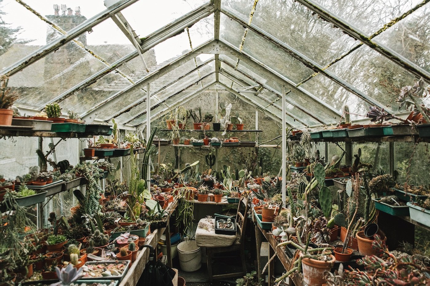 Meet India and Magnus of Haarkon