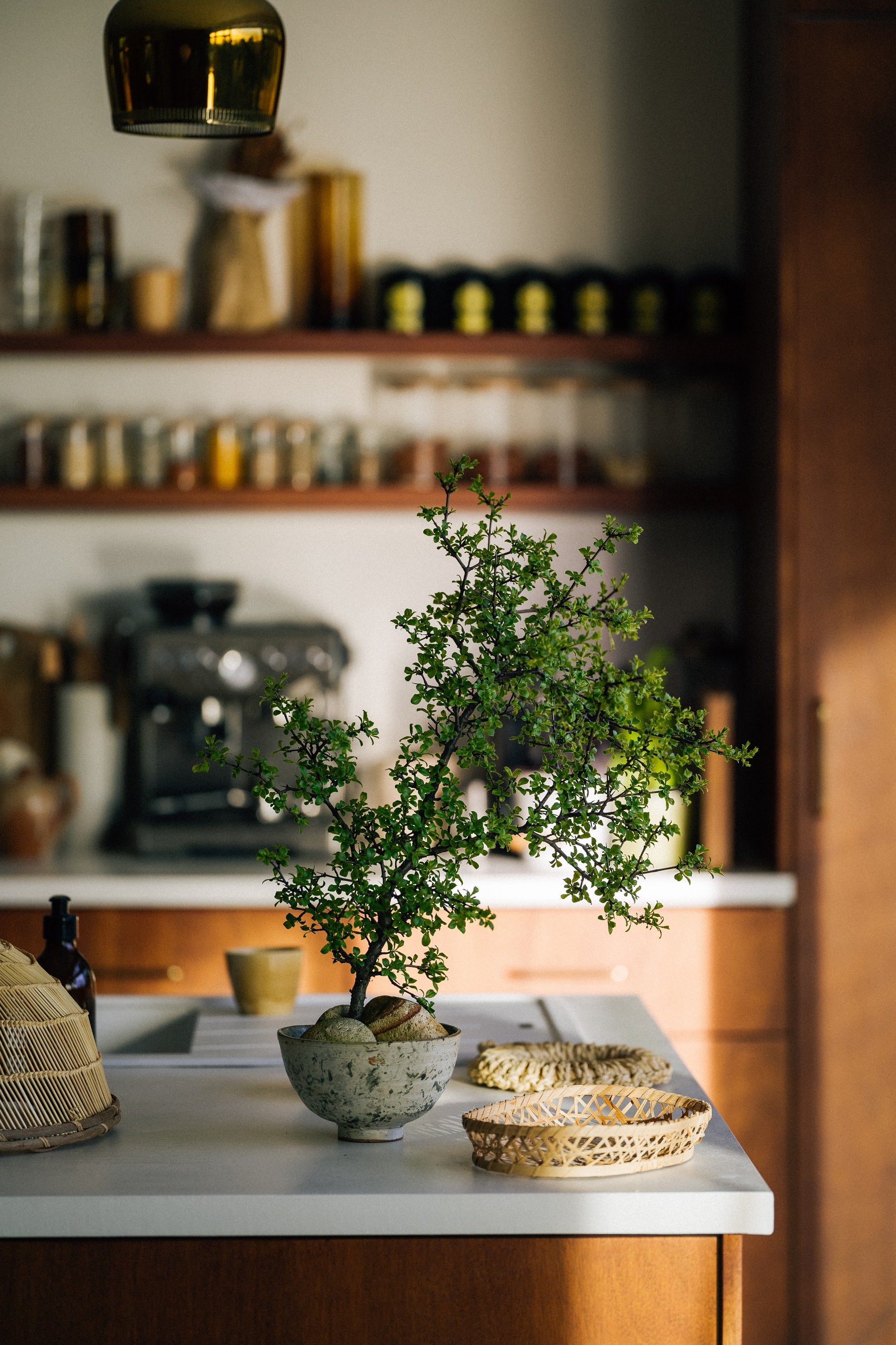 A Taste of Spring - Simple, Seasonal Cooking For All