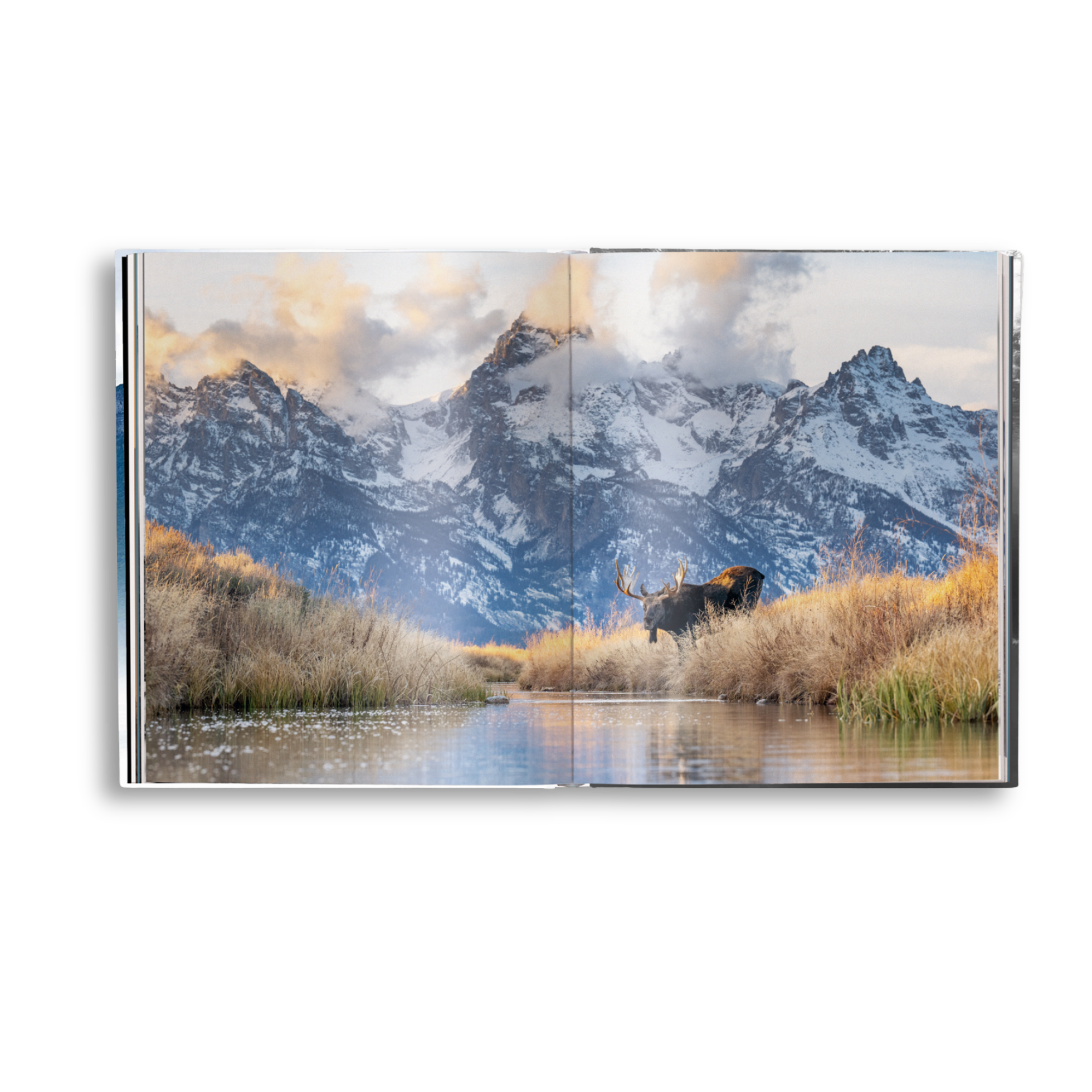 Moose standing in a marshy area with mountains in the background