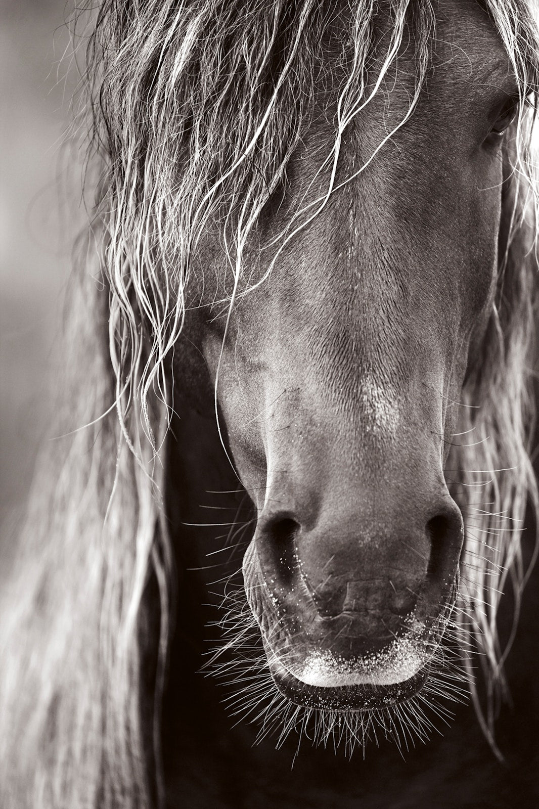 Untamed Spirits: Horses From Around the World