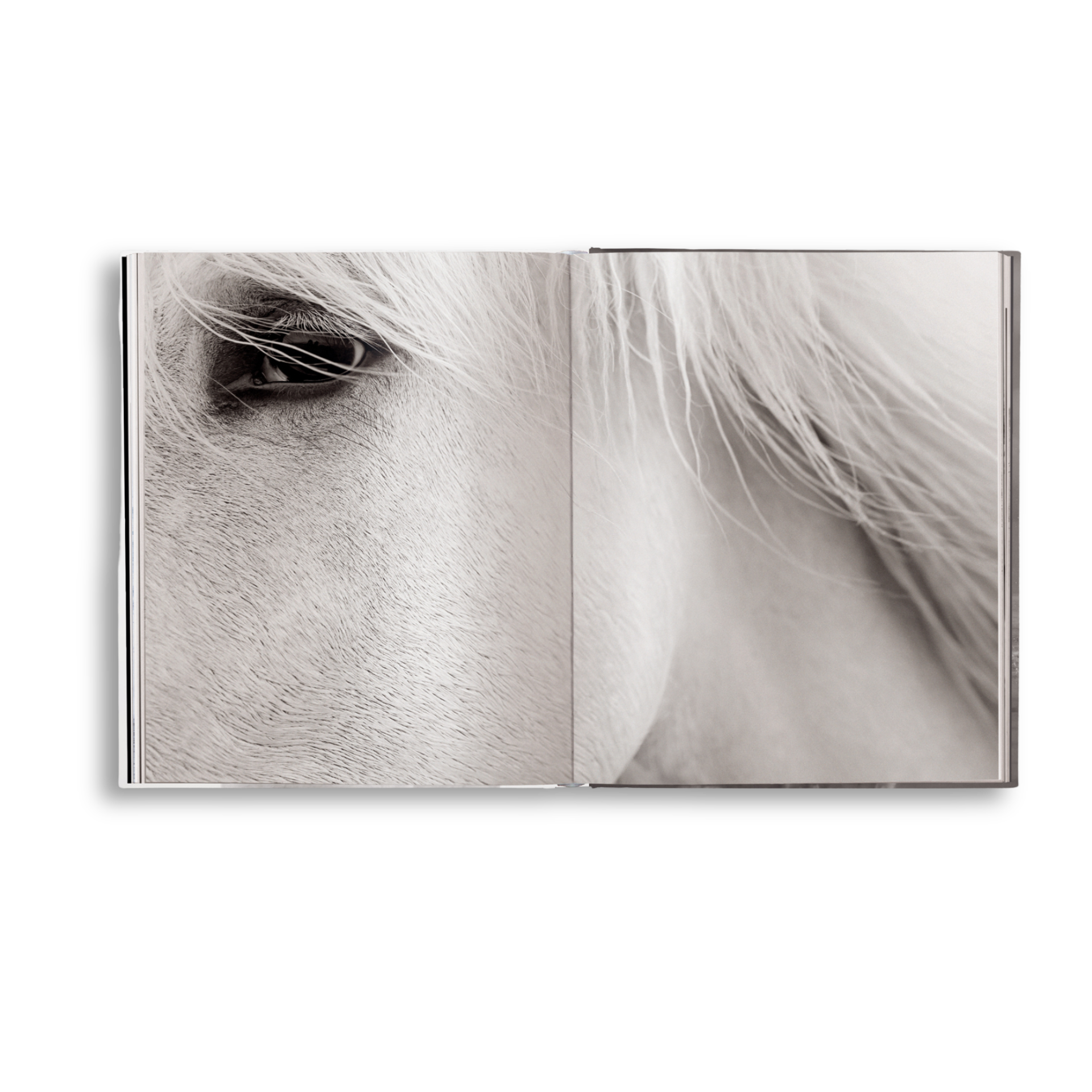 Untamed Spirits: Horses From Around the World