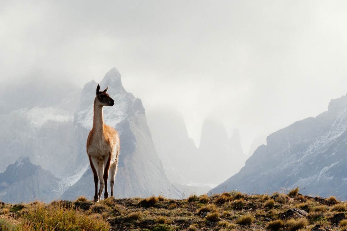 Wanderlust (Compact Edition)