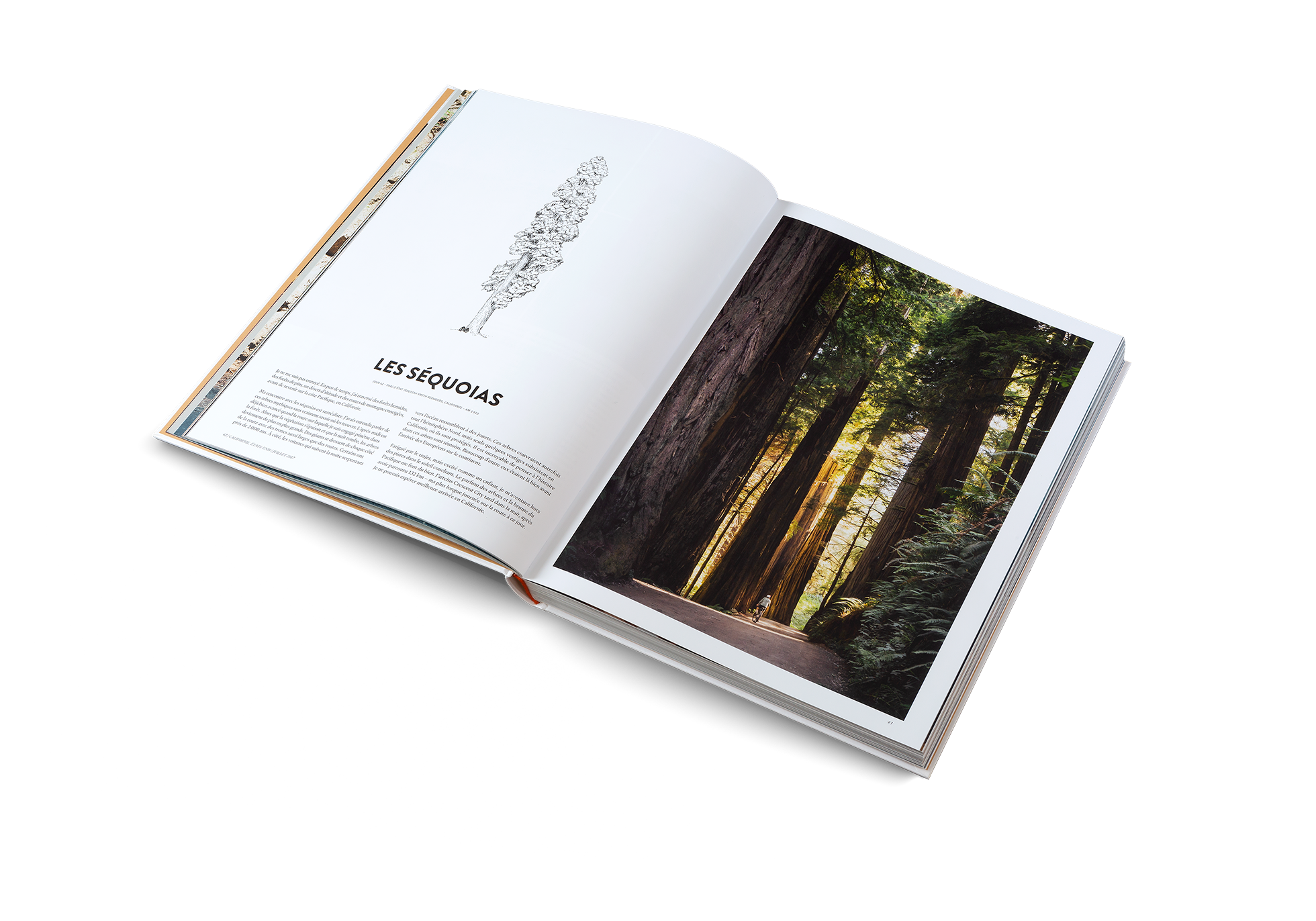 Martijn Doolaard traverse les forêts de Séquoias sur la côte Californienne dans Deux ans à Vélo, un livre publié par gestalten.
