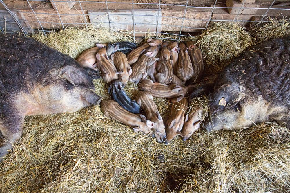 Farmlife gestalten book sustainability farm to table