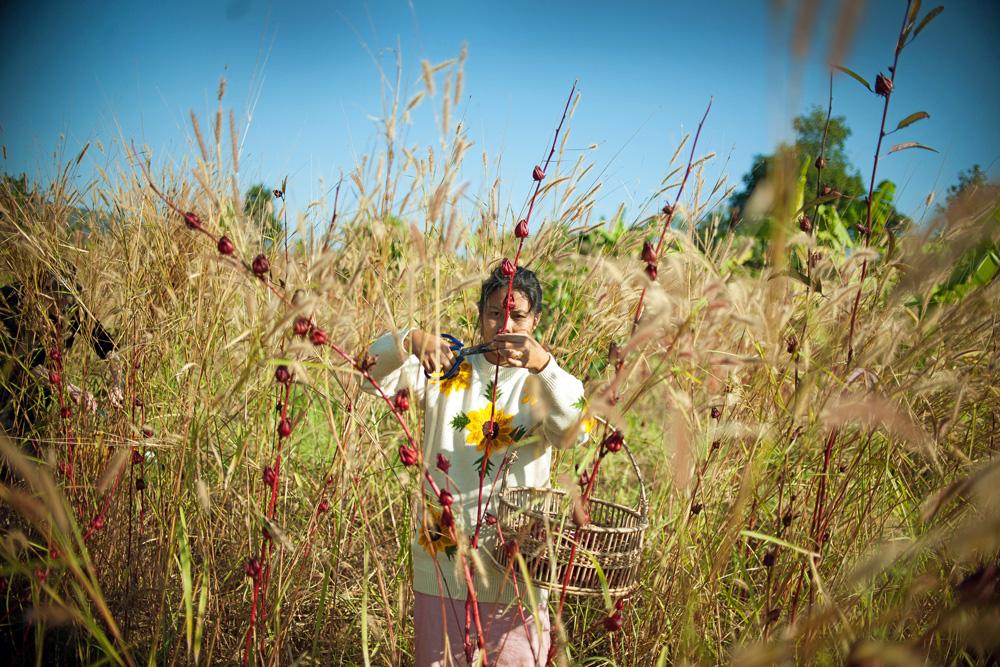 Farmlife gestalten book sustainability farm to table