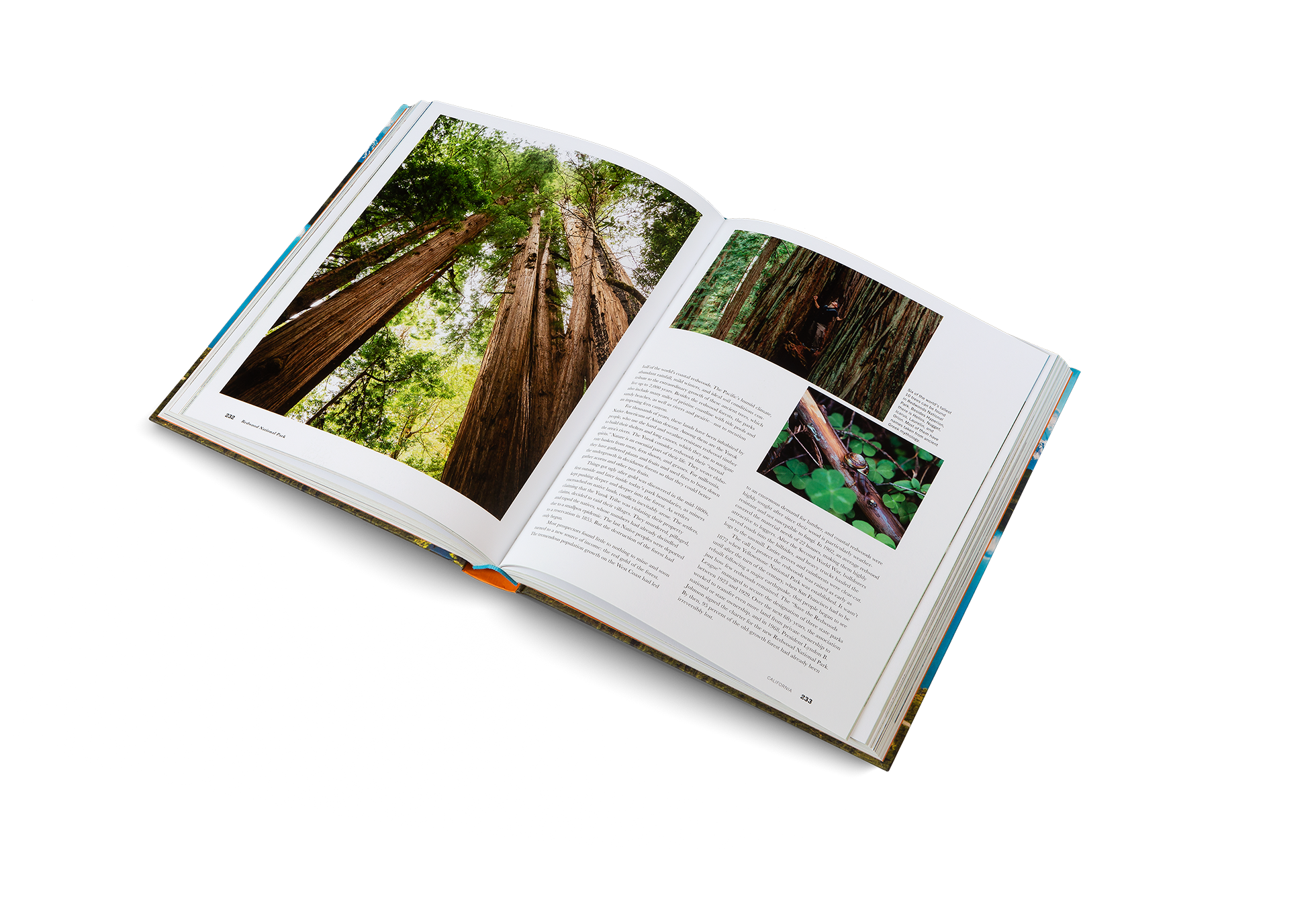 Six of the world’s tallest 10 trees can be found in Redwoods National Park. Besides Hyperion, there is Helios, Nugget, Icarus, Laurelin, and Orion. Most of them have names taken from ancient Greek mythology. Learn more about this park in The Parklands by gestalten and Parks Project.