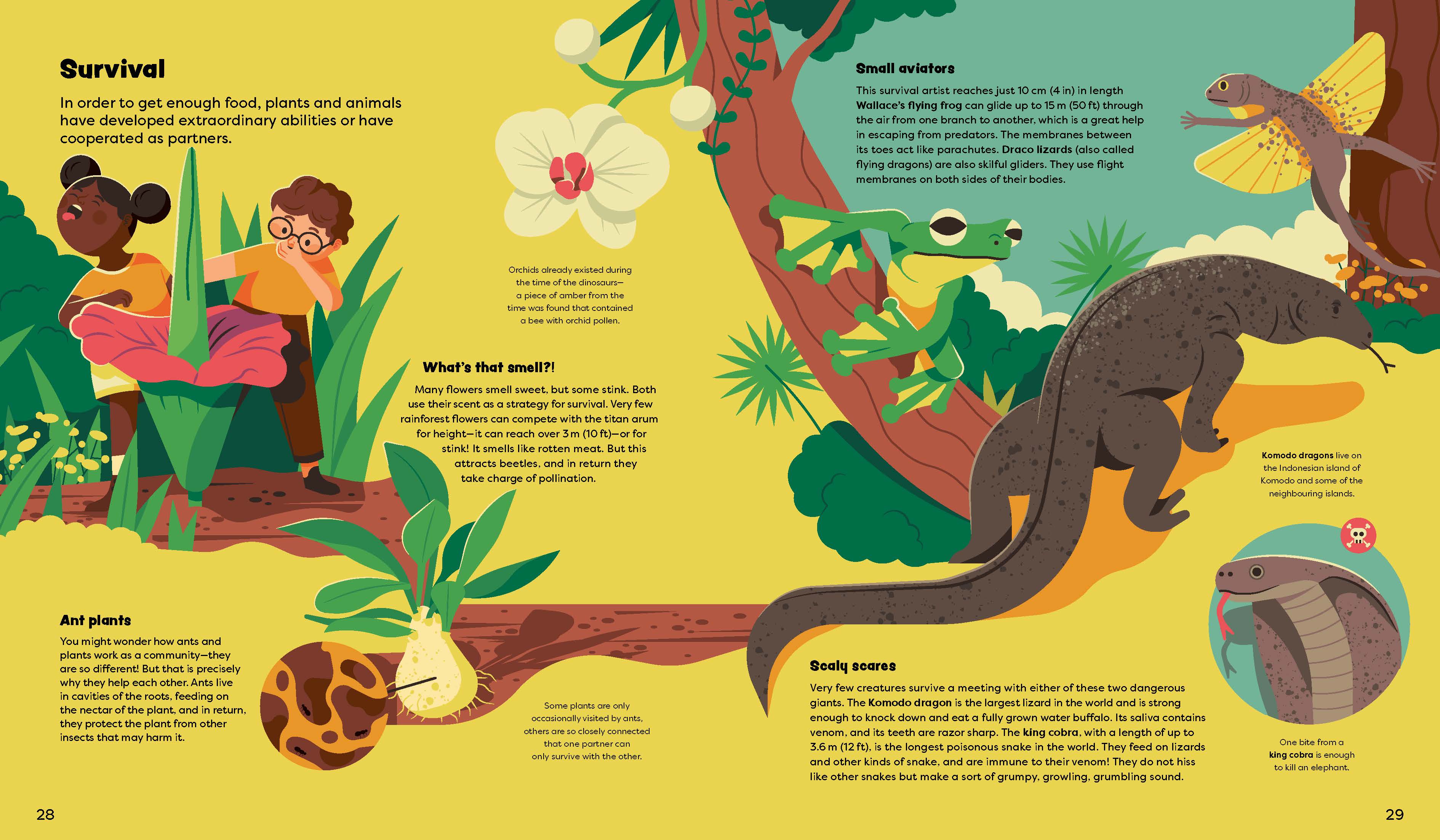 In order to get enough food, plants and animals have developed extraordinary abilities in the rainforest.