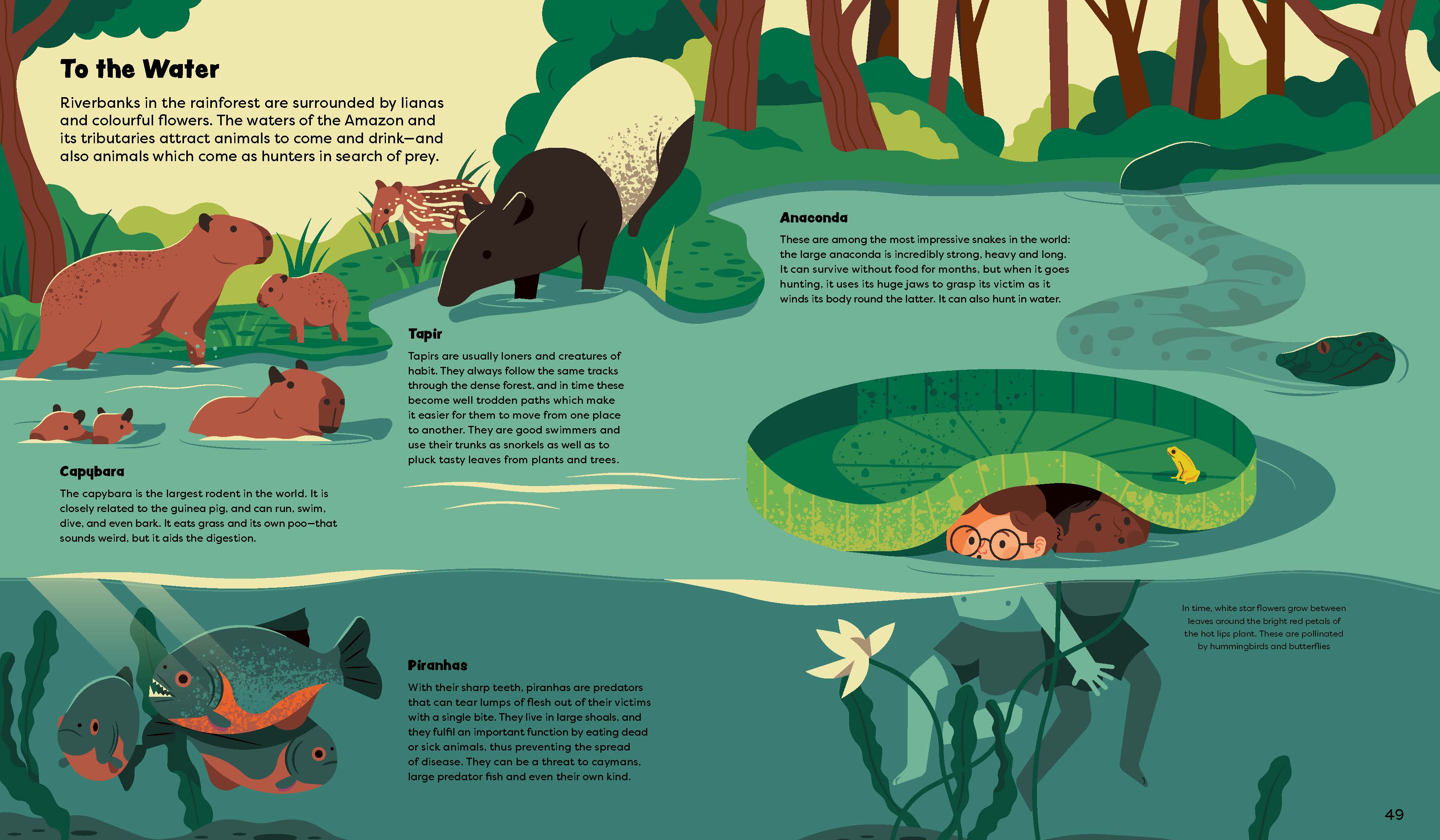 Riverbanks in the rainforest are surrounded by lianas and colourful flowers. The waters of the Amazon and its tributaries attract animals to come and drink—and also animals which come as hunters in search of prey
