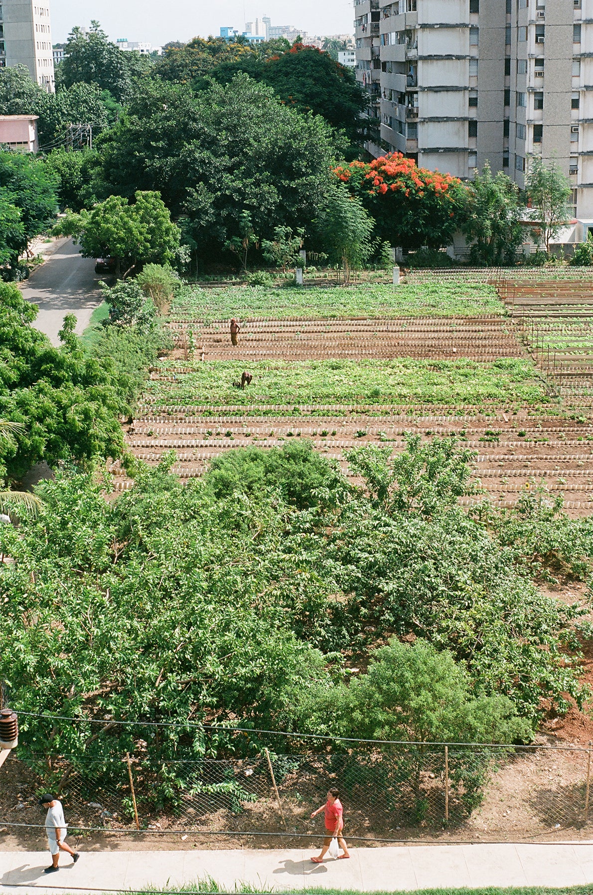 Food Sovereignty and What We Can Learn from Cuba