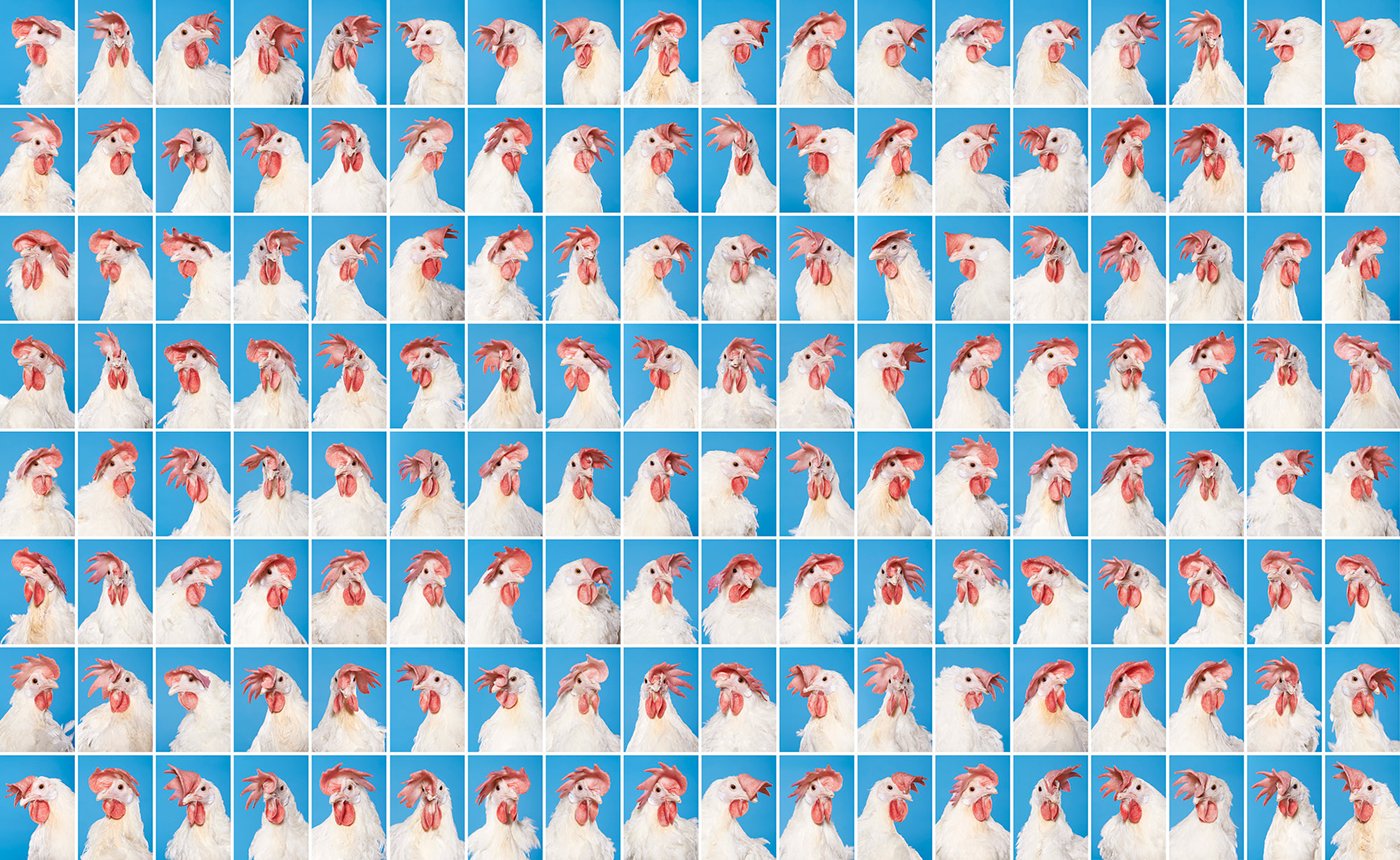 Daniel Szalai visualizes a story about technology, man’s relation to nature and how human existence might not be too far away from that of a mass-produced chicken