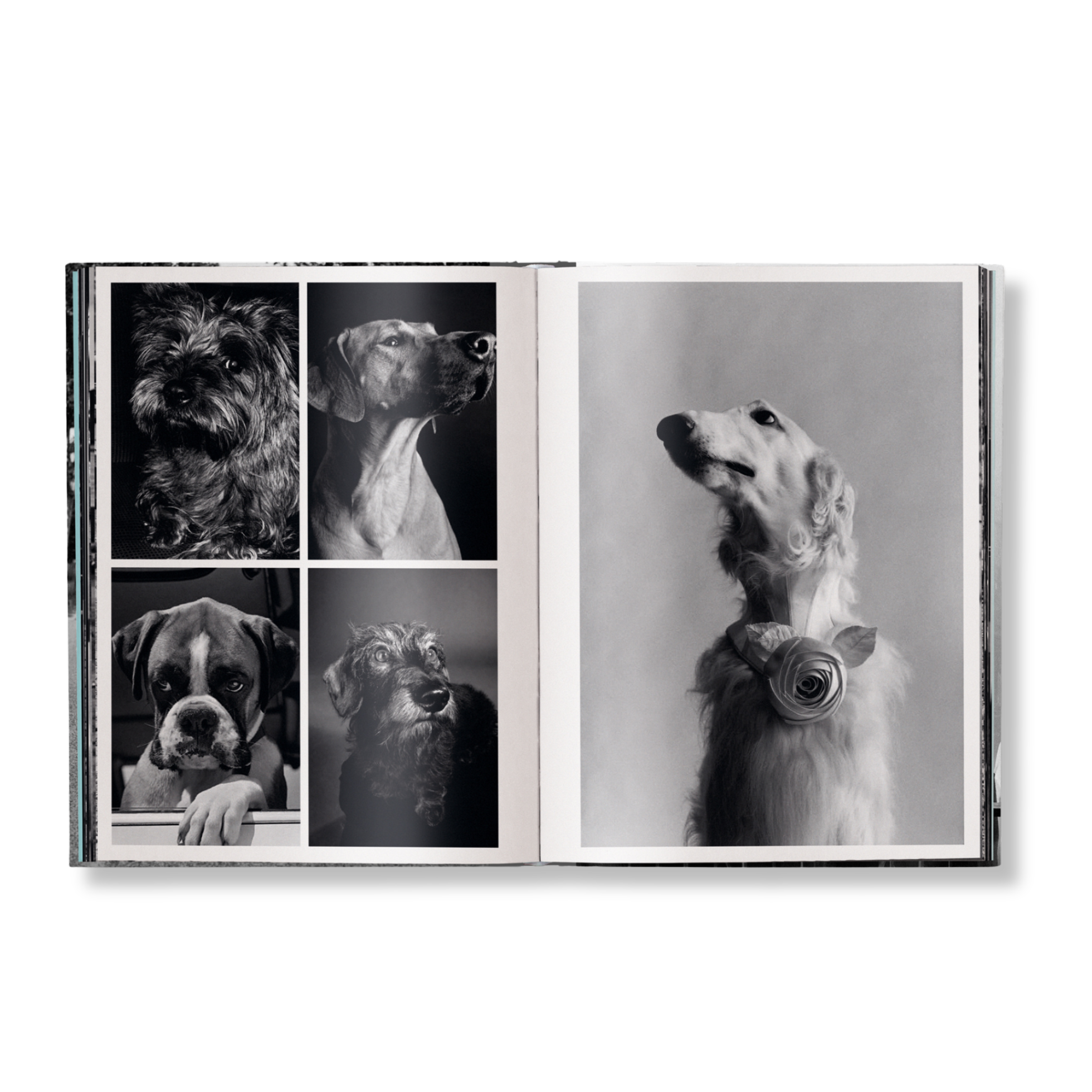 Elliott Erwitt: Personal Best