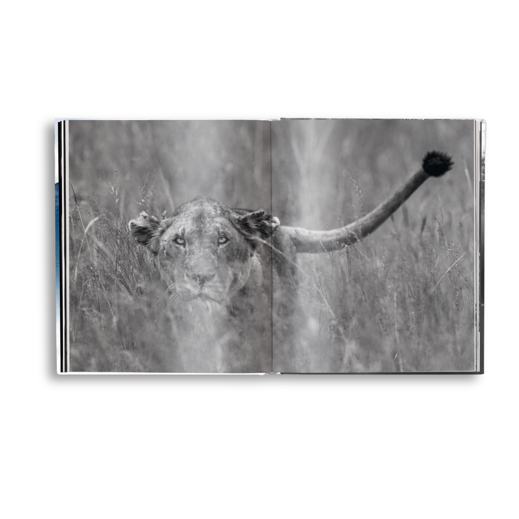 Open book showing a black and white photograph of a lioness in grass with a raised paw.