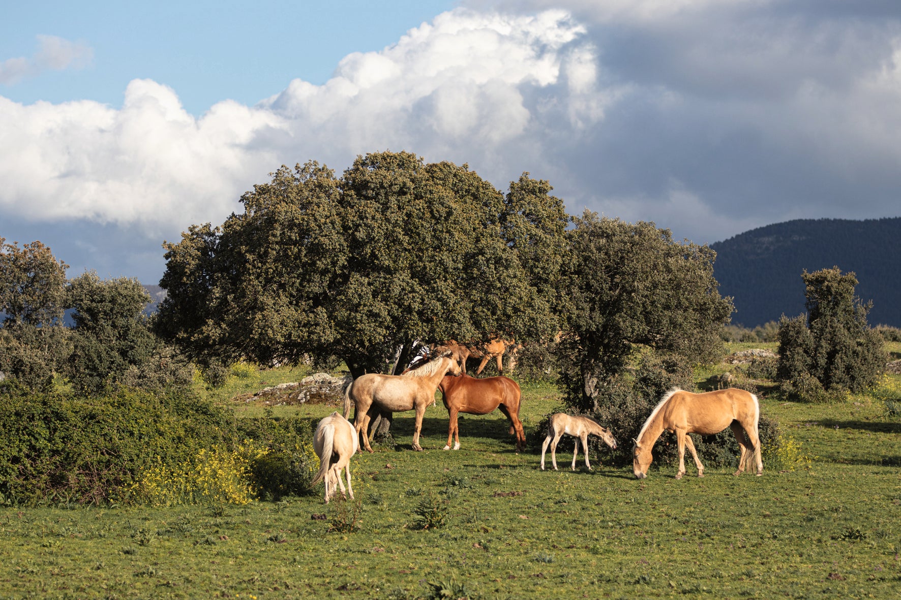 Equestrian - The Ultimate Book