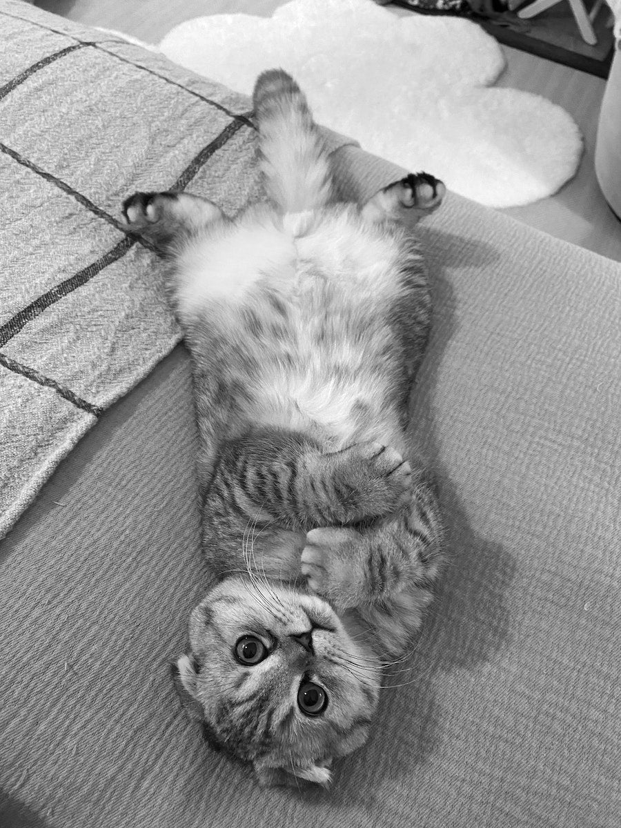 © Marv Studios Limited