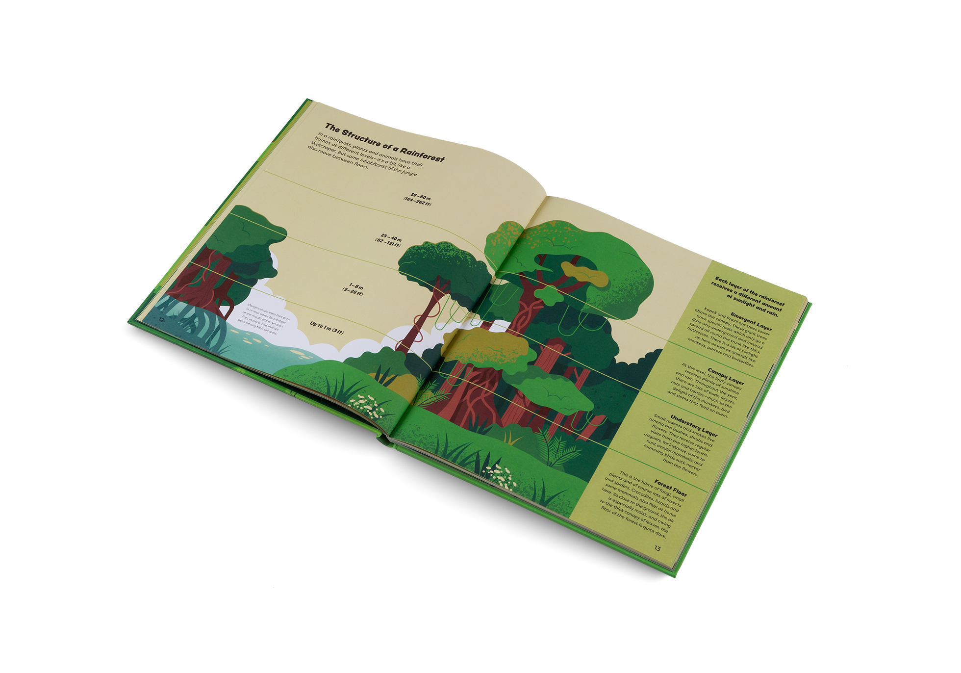Understand the structure of a rainforest in Explore the Rainforest by Little Gestalten
