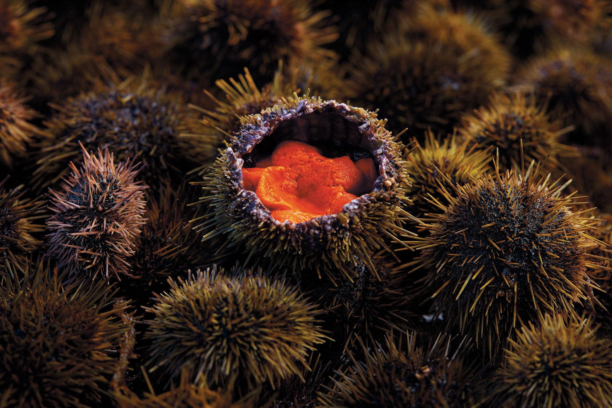 Scandinavian cuisine in Nordic by Nature