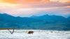 Bear in the wilderness in Wanderlust USA