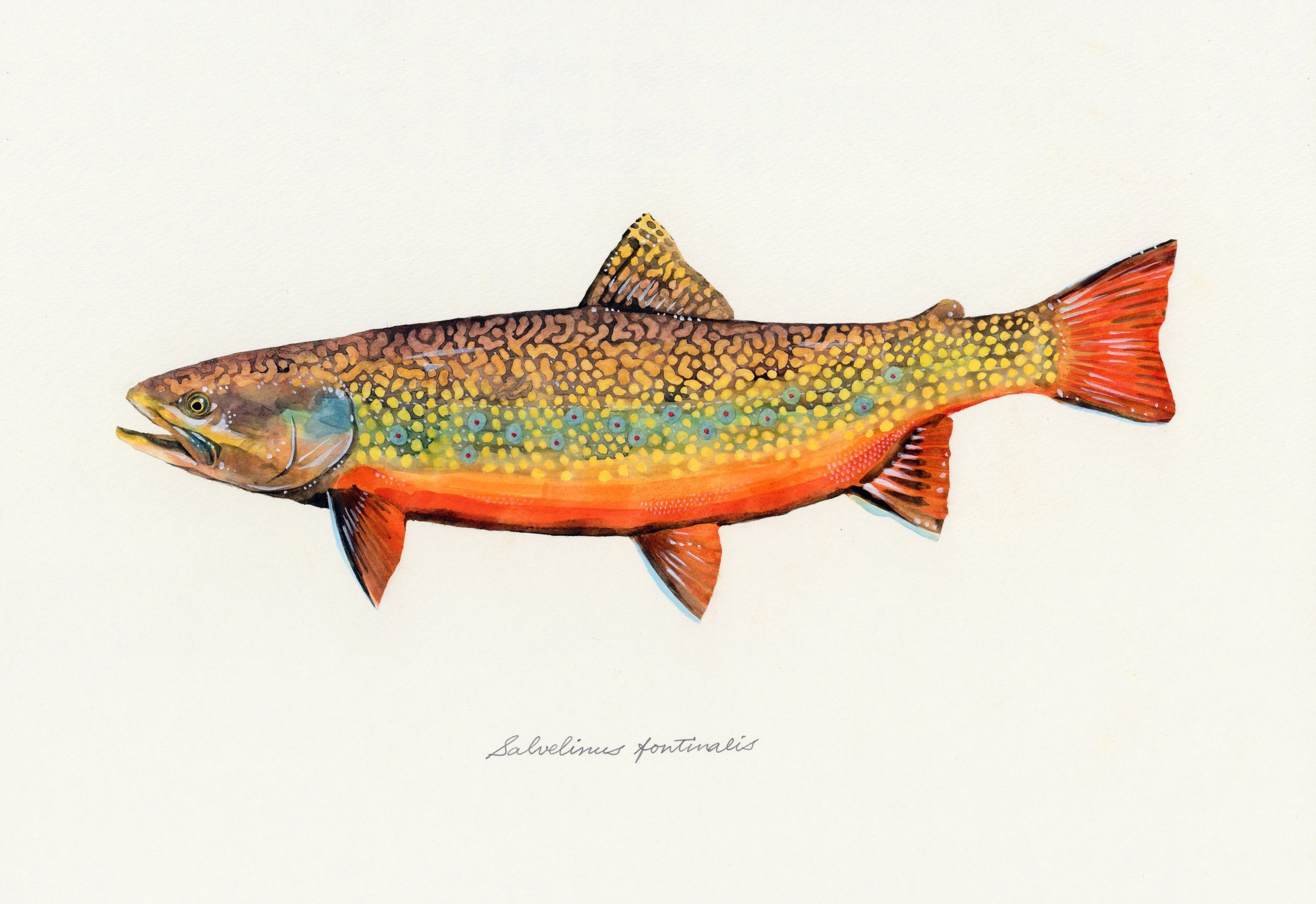 A perfect fish for fly fishing