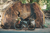 Le vélo de Martijn Doolaard devant un Séquoia géant en Californie.